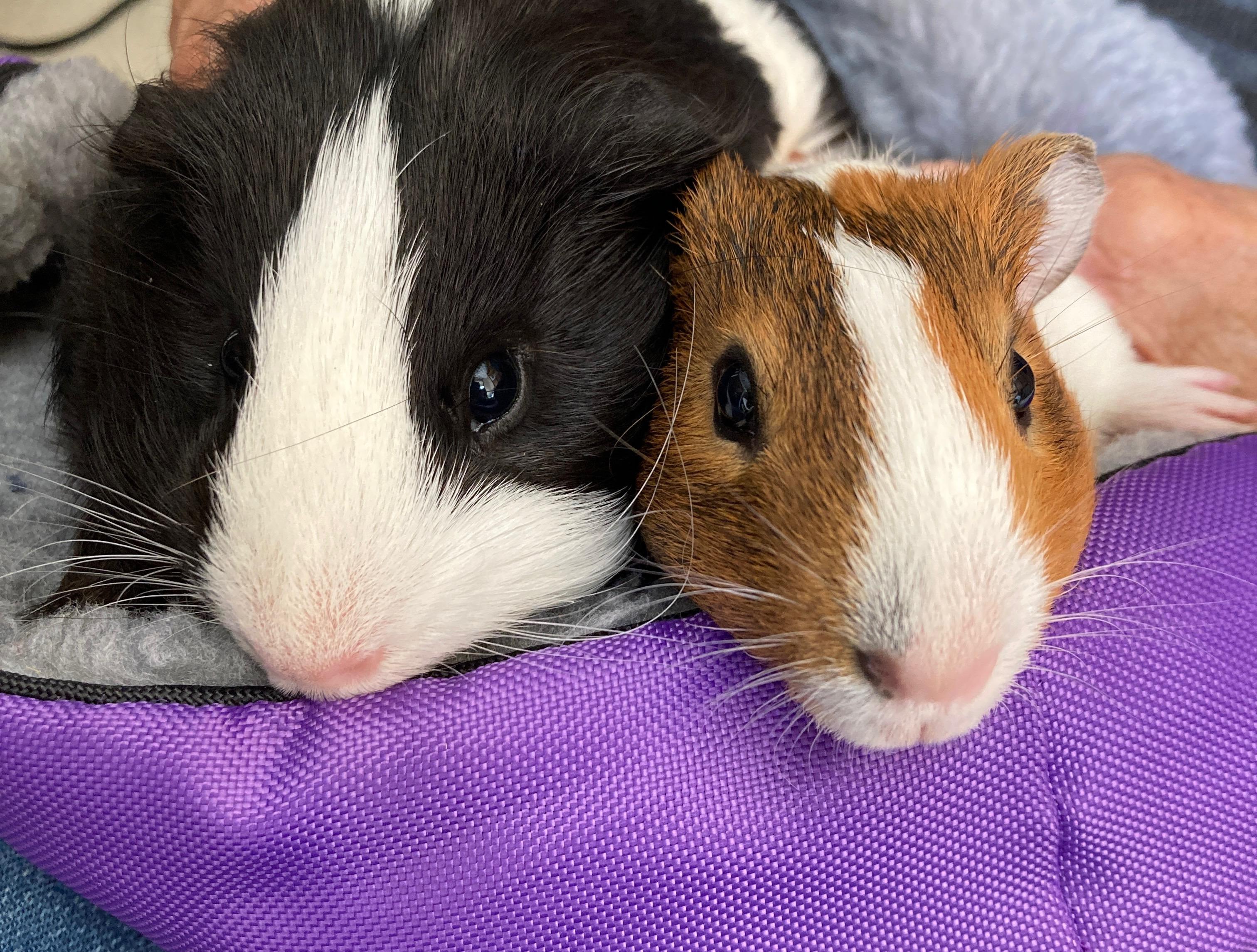 Viggo and Frodo, Baby Male Guinea Pig