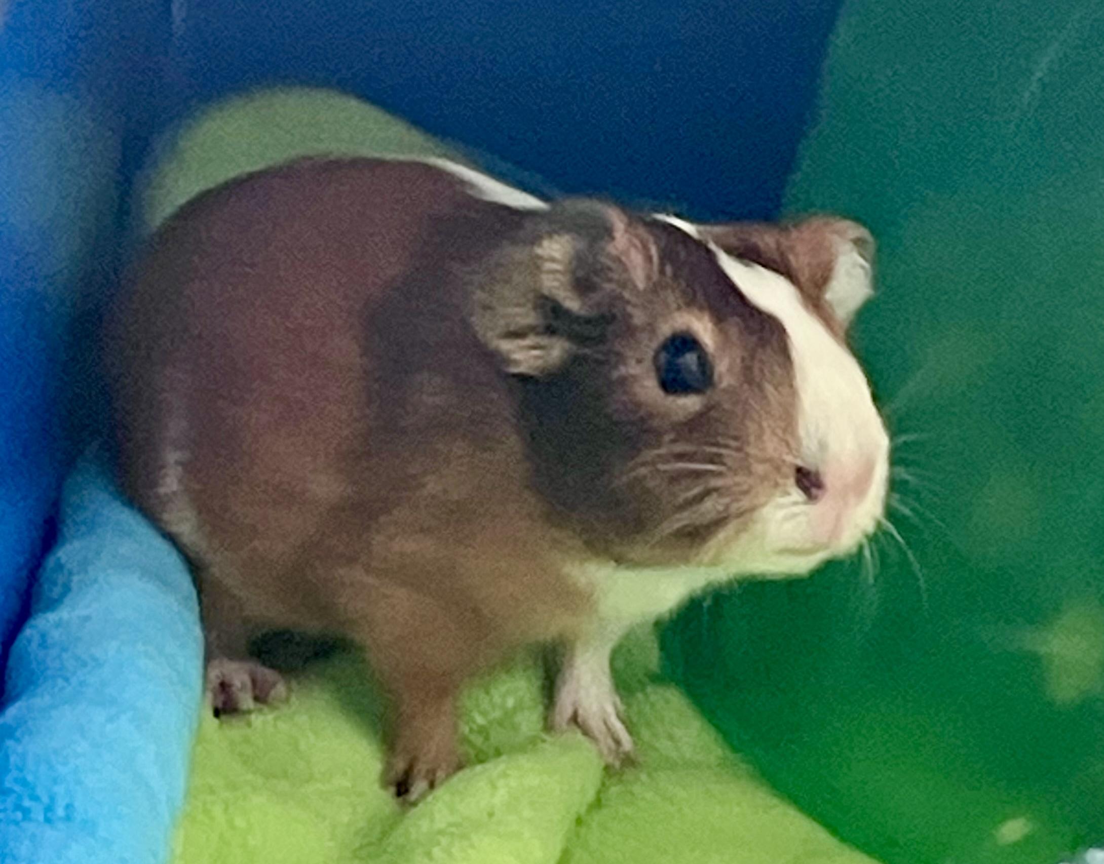 Enlarge Viggo and Frodo, a Adoptable Guinea Pig in Mission viejo, CA image 4/4