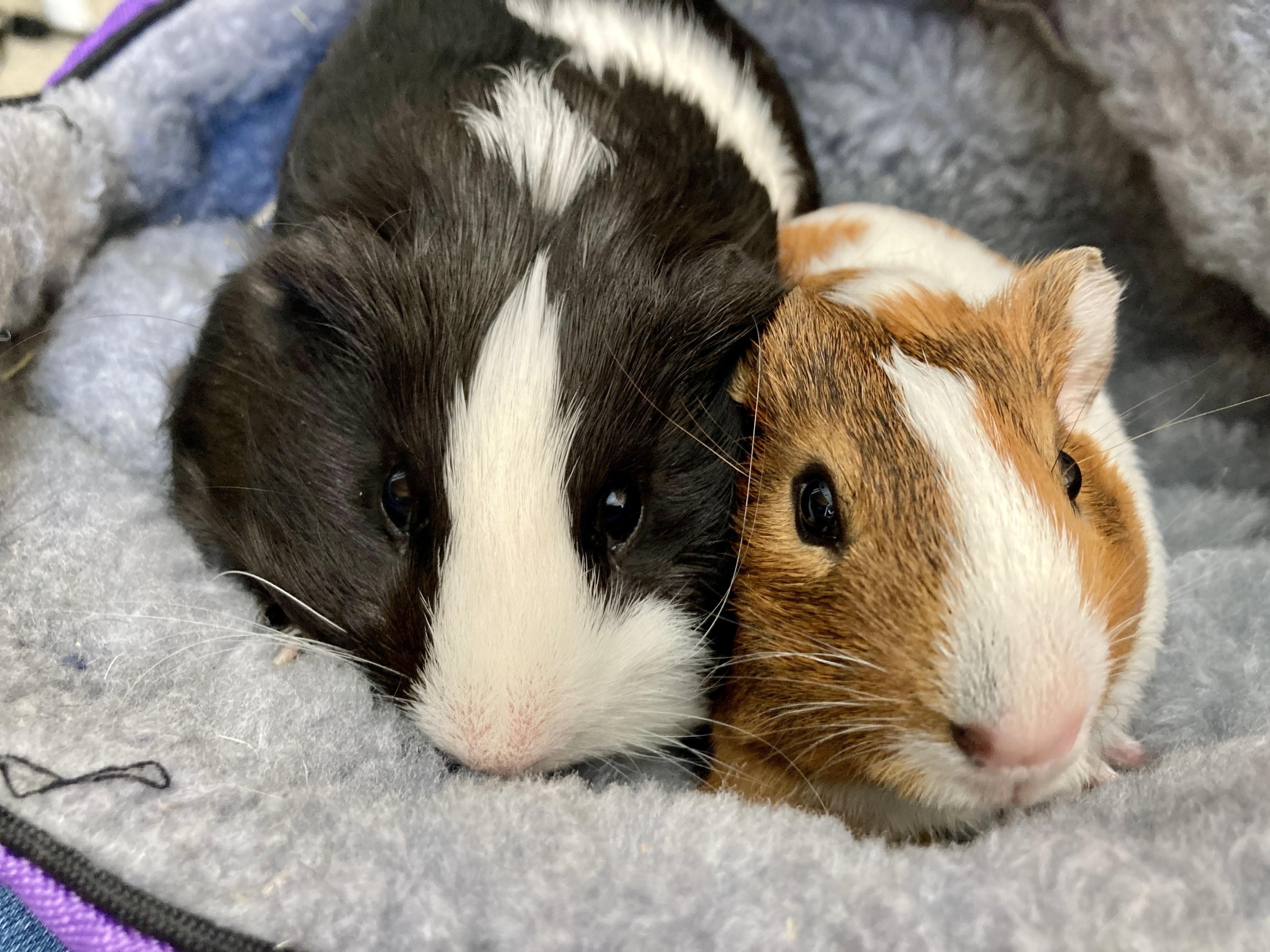 Enlarge Viggo and Frodo, a Adoptable Guinea Pig in Mission viejo, CA image 3/4