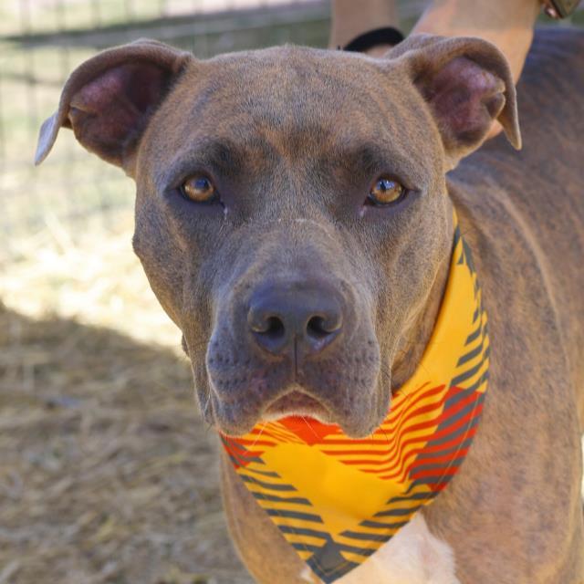 Enlarge BELLA, a Adoptable mixed breed in San Antonio, TX image 1/1