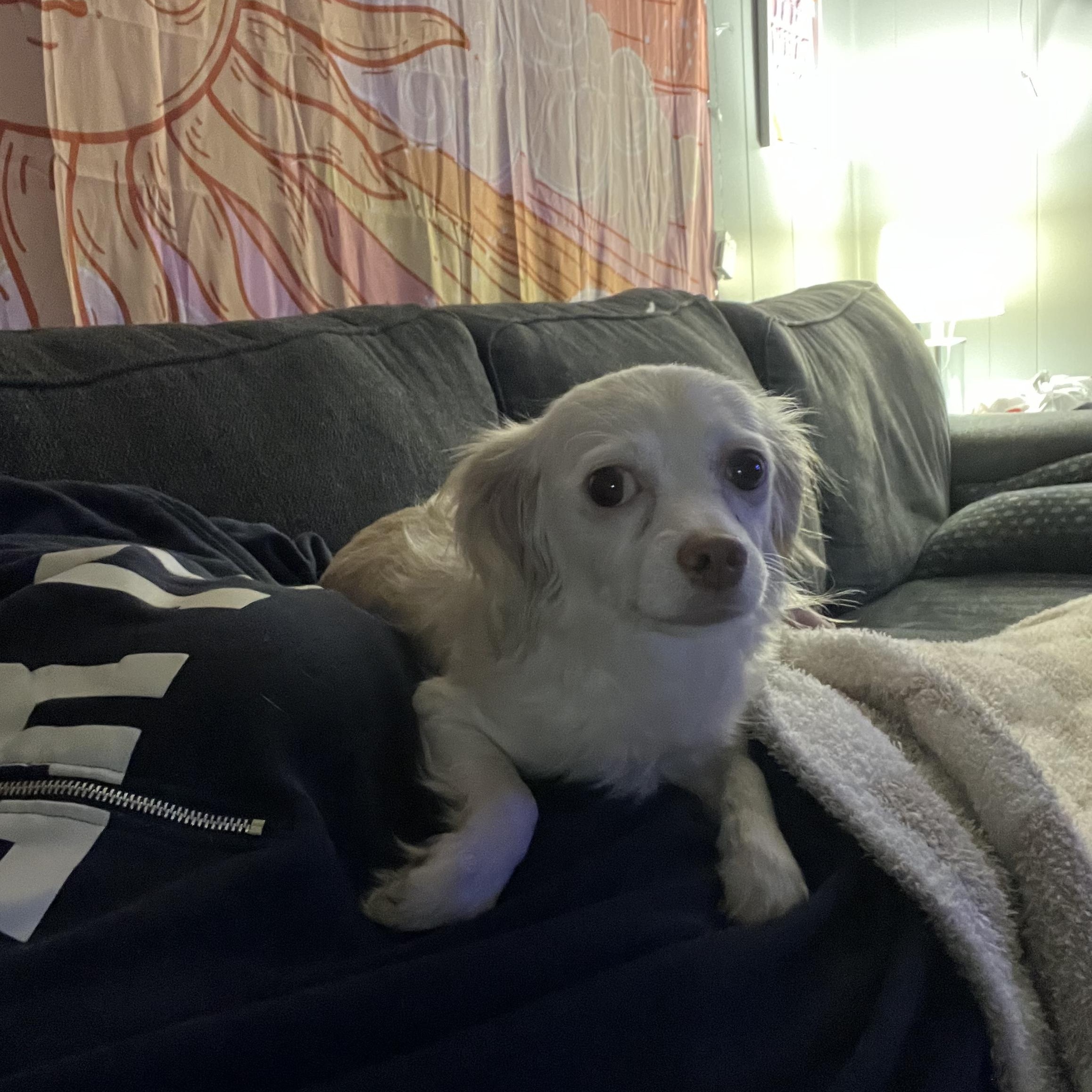 Enlarge Pebbles, a ADOPTABLE mixed breed in Sequatchie, TN image 4/4