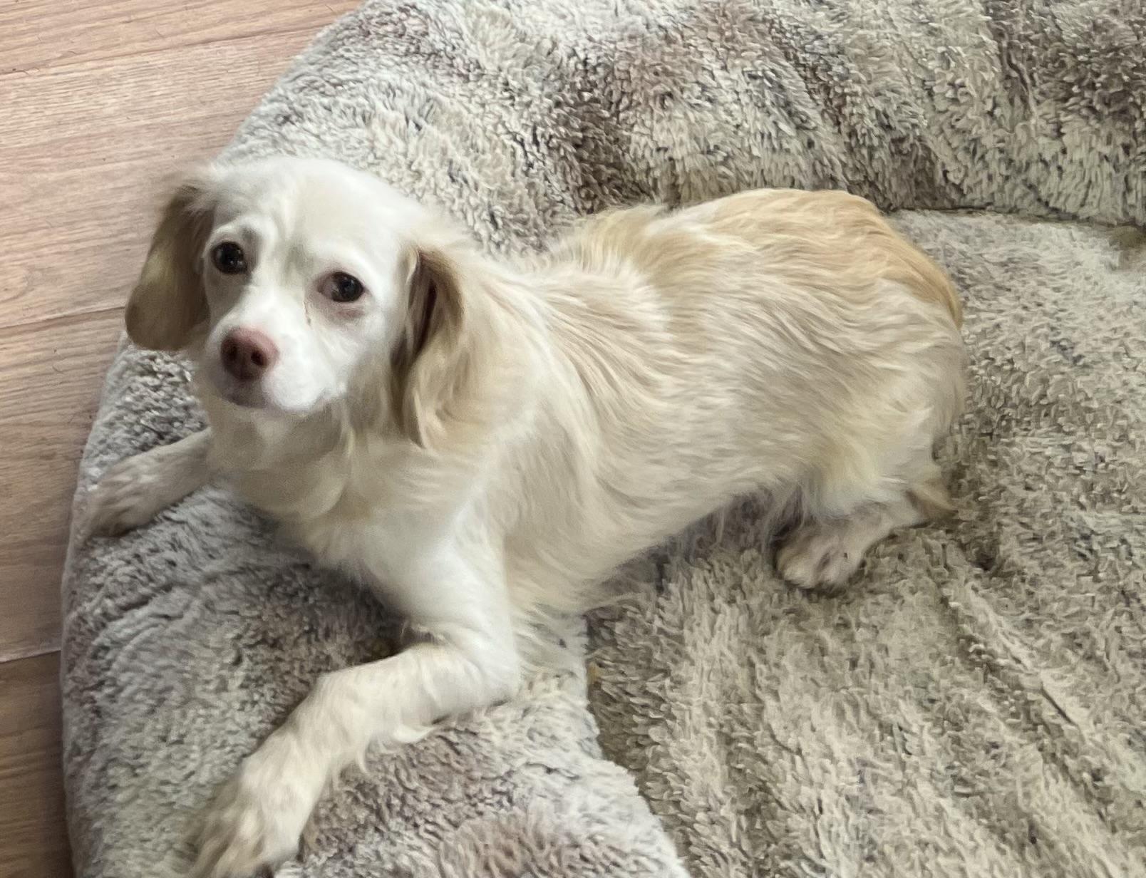 Pebbles, ADOPTABLE, Adult Female Chiweenie & Pekingese.
