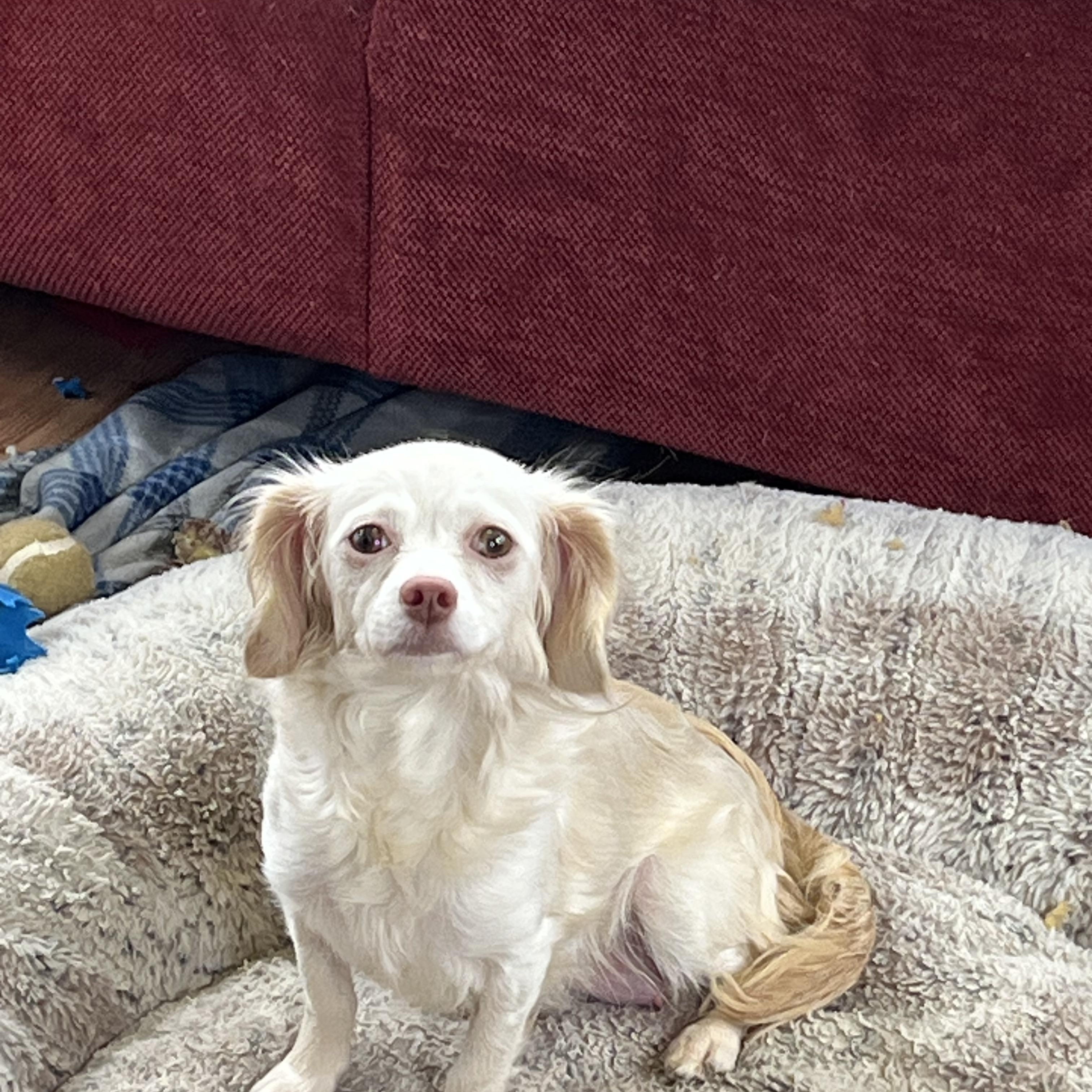 Enlarge Pebbles, a ADOPTABLE mixed breed in Sequatchie, TN image 2/4