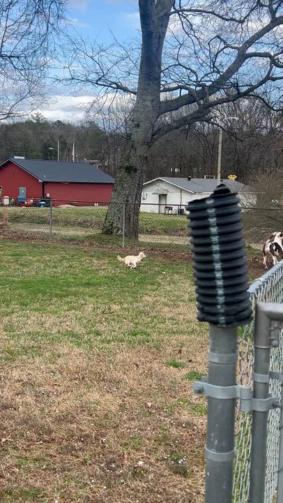 Enlarge Pebbles, a ADOPTABLE mixed breed in Sequatchie, TN video 3/4