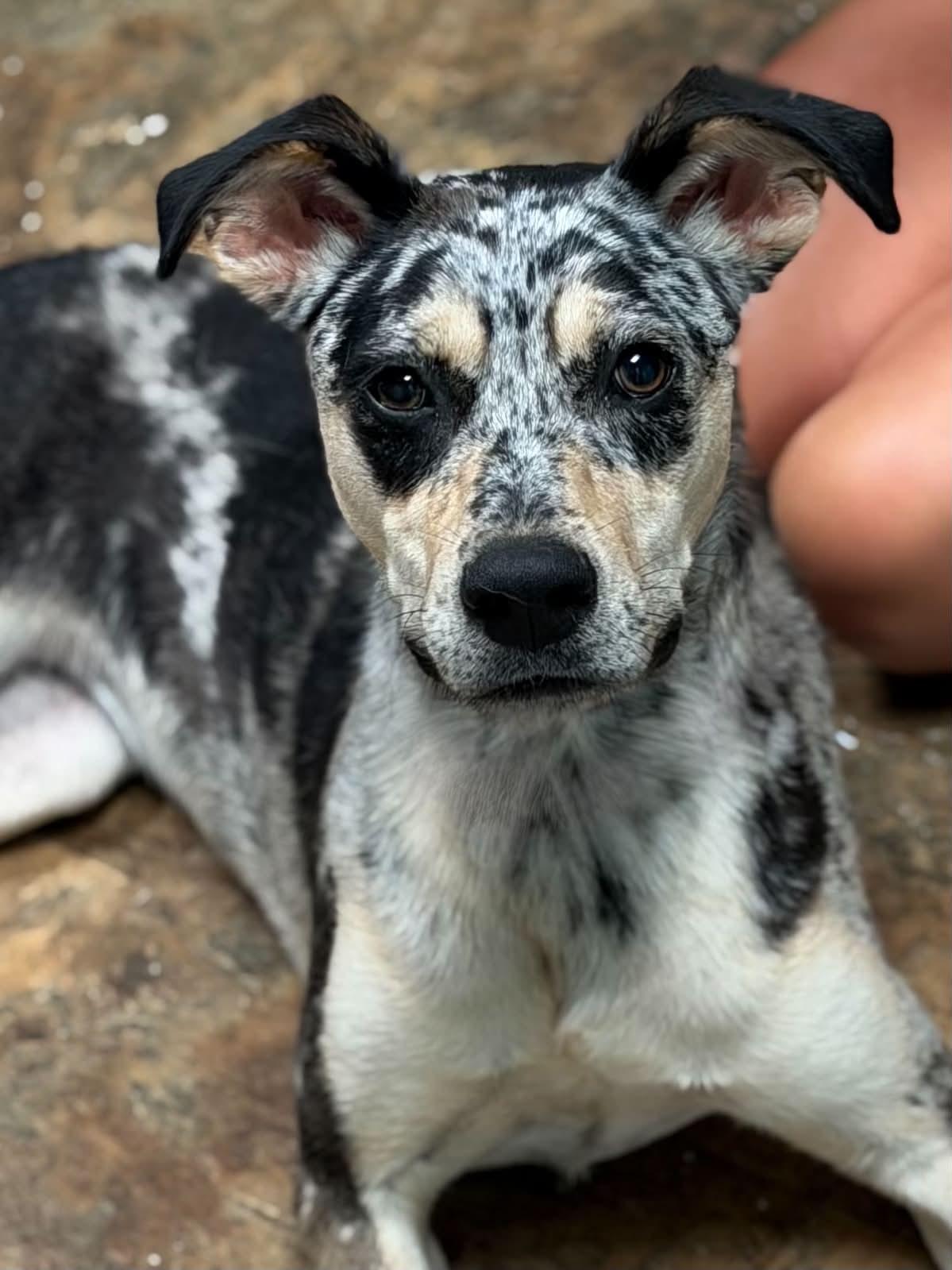 Andi, ADOPTABLE, Young Female Australian Cattle Dog / Blue Heeler.