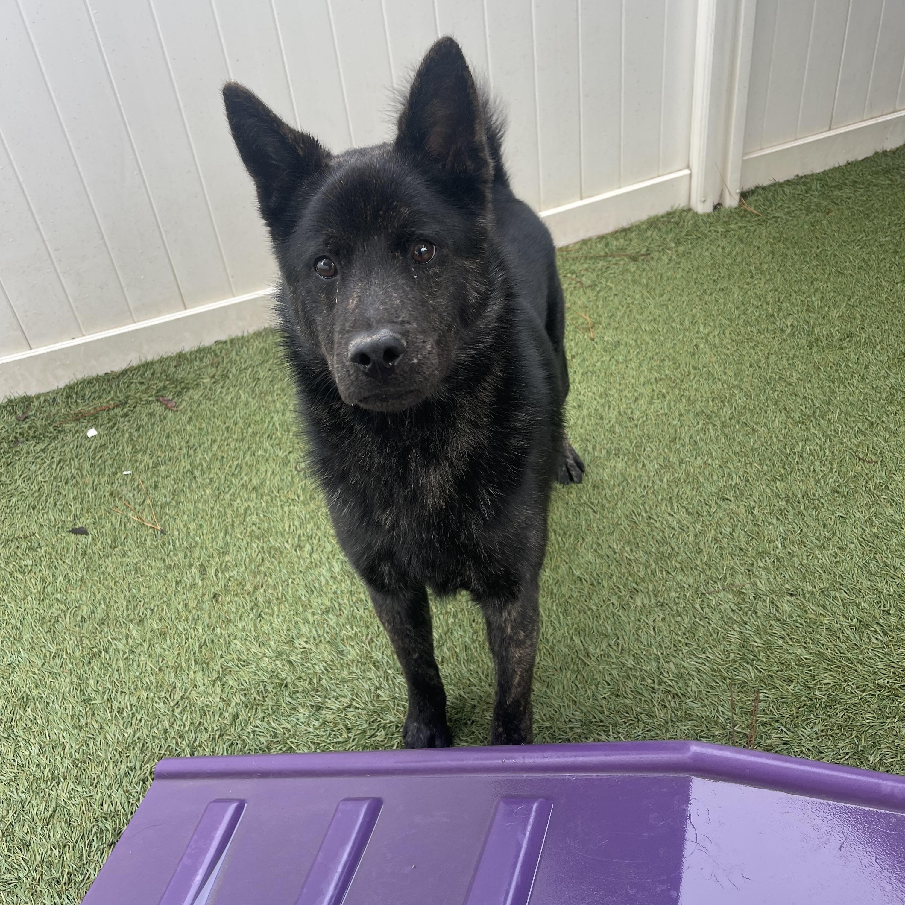 Enlarge King, a ADOPTABLE mixed breed in Baton Rouge, LA image 3/5