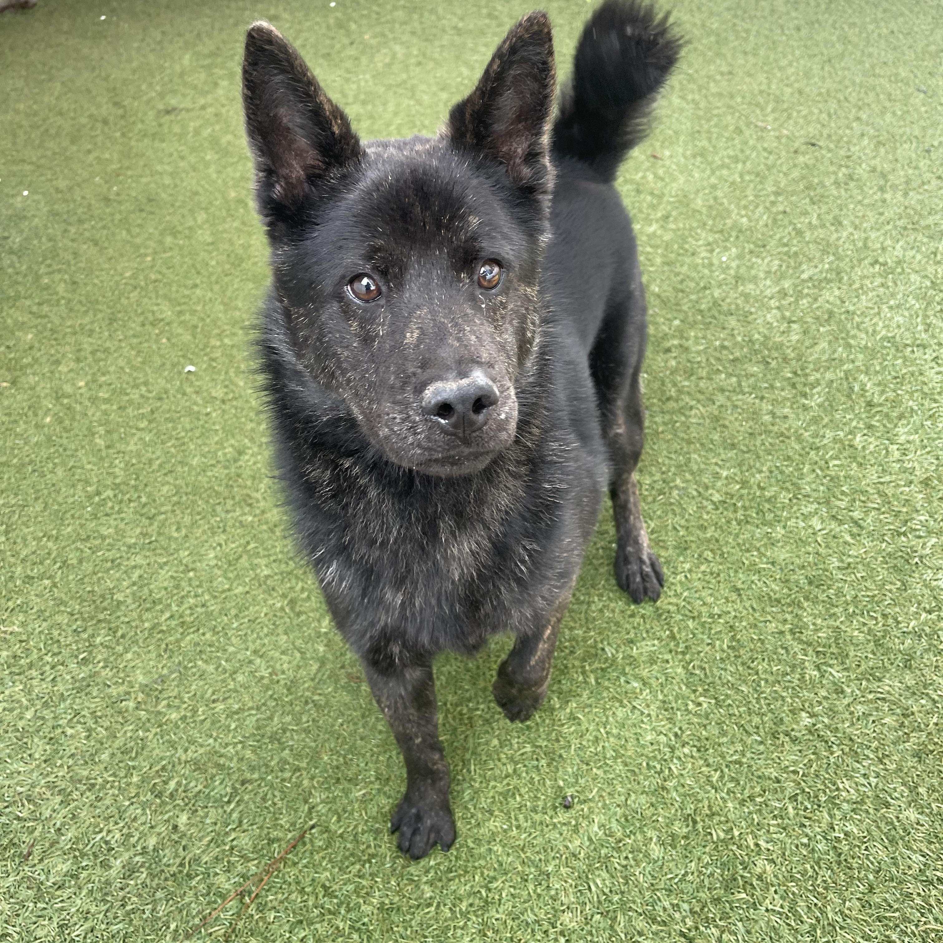 Enlarge King, a ADOPTABLE mixed breed in Baton Rouge, LA image 2/5