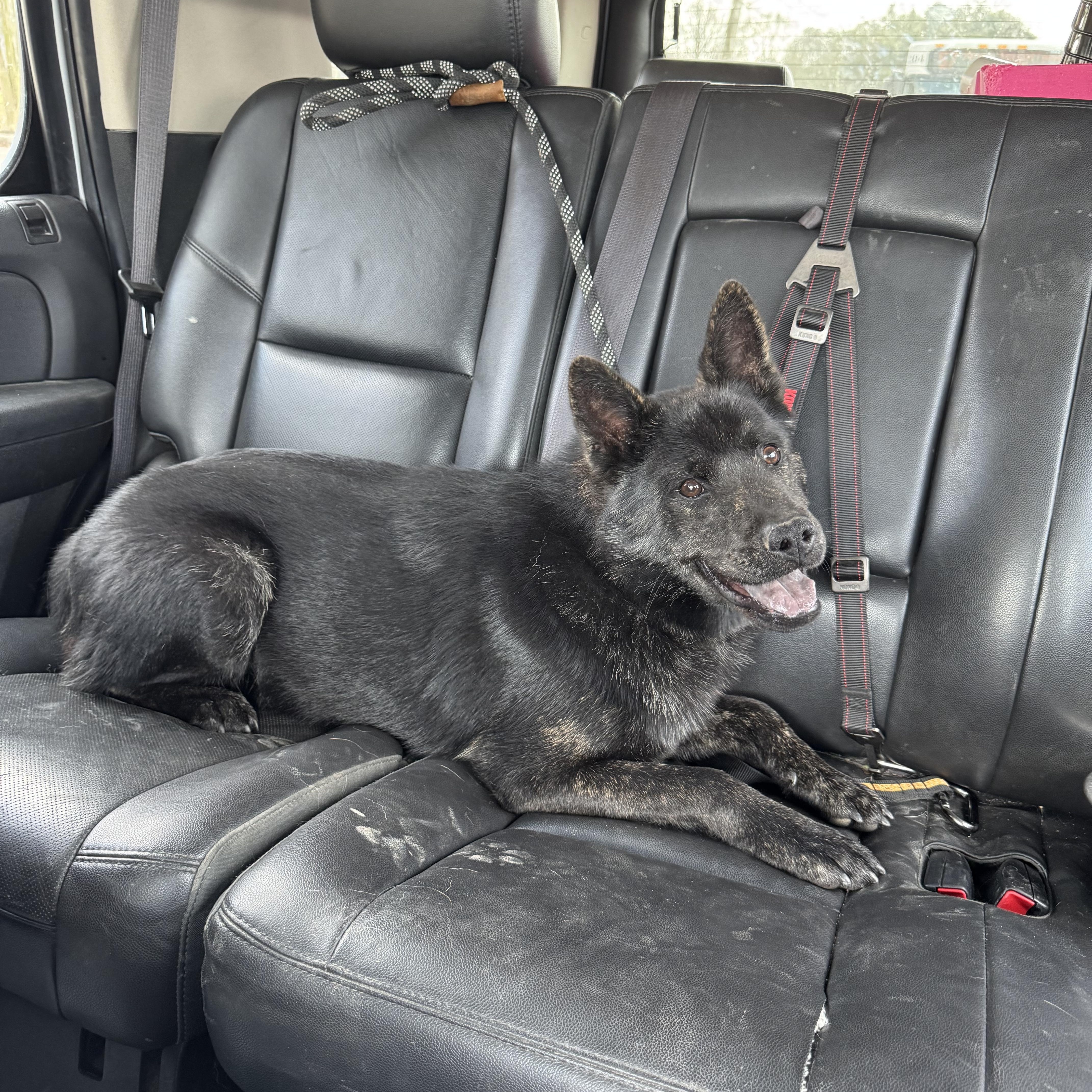 Enlarge King, a ADOPTABLE mixed breed in Baton Rouge, LA image 1/5