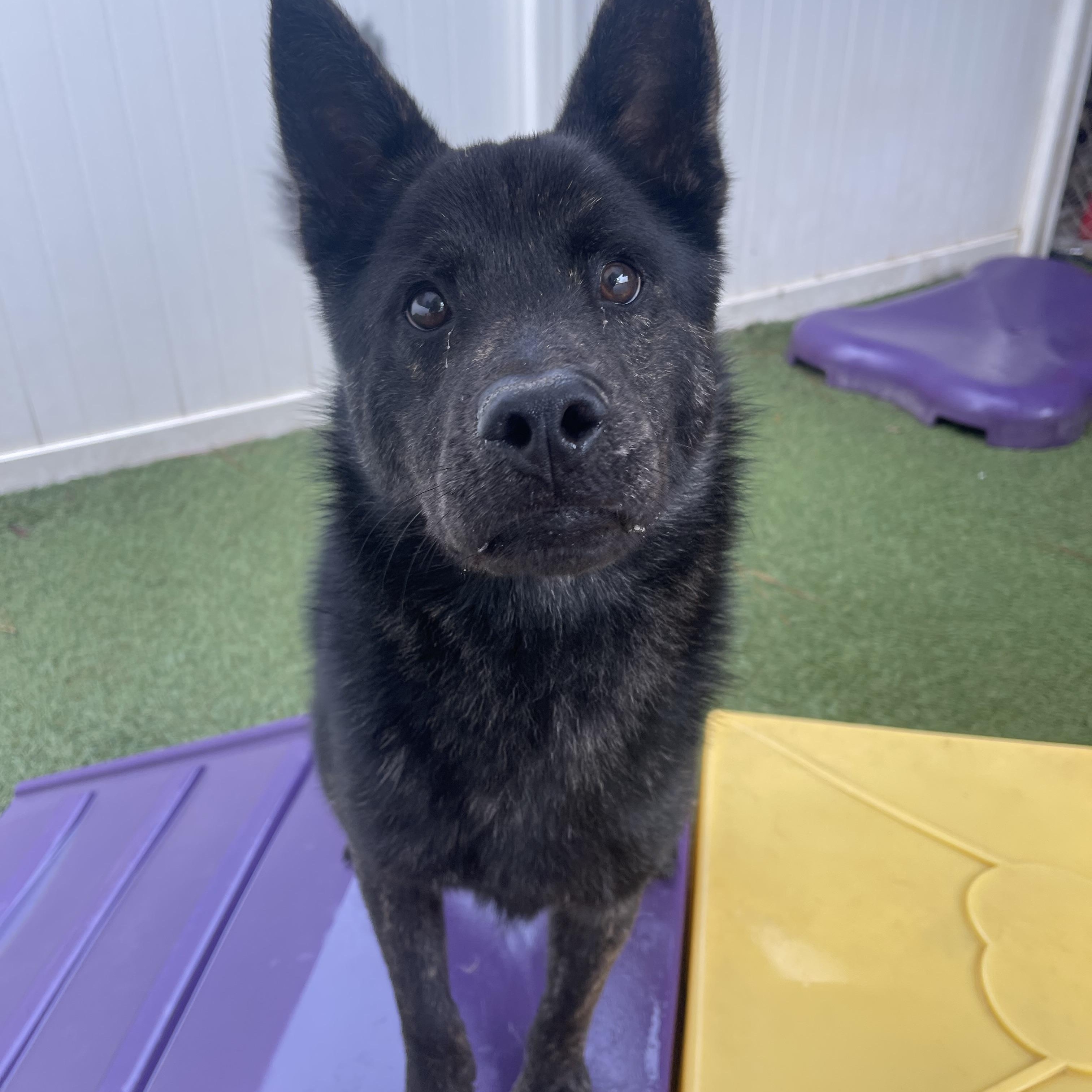 Enlarge King, a ADOPTABLE mixed breed in Baton Rouge, LA image 4/5