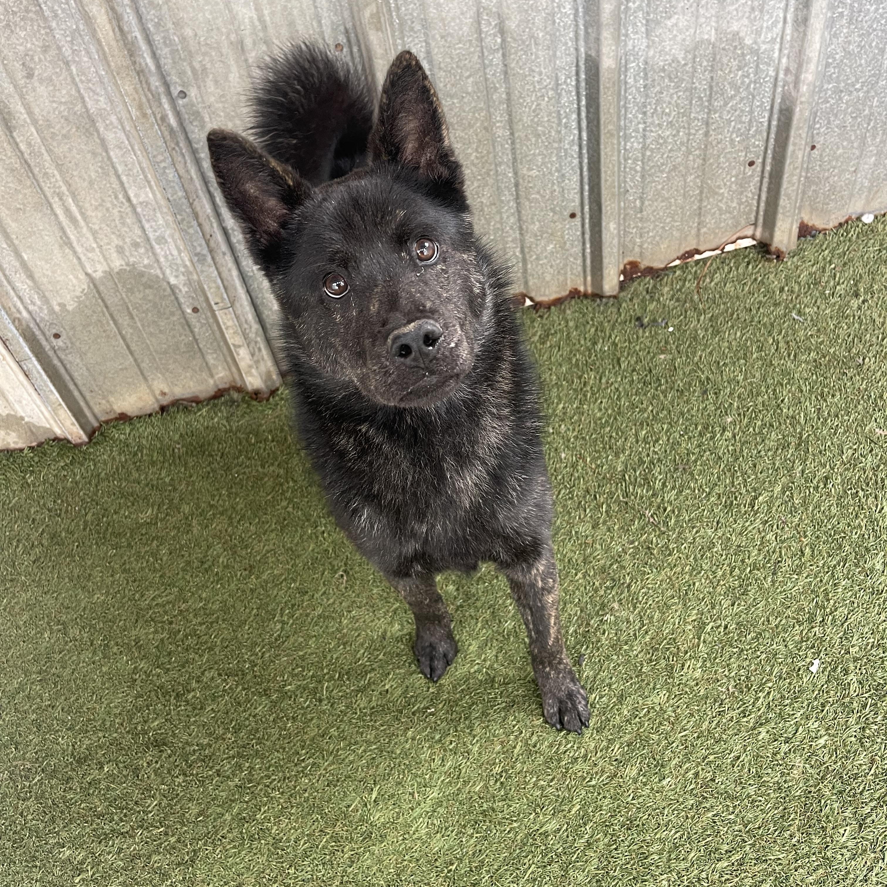 Enlarge King, a ADOPTABLE mixed breed in Baton Rouge, LA image 5/5