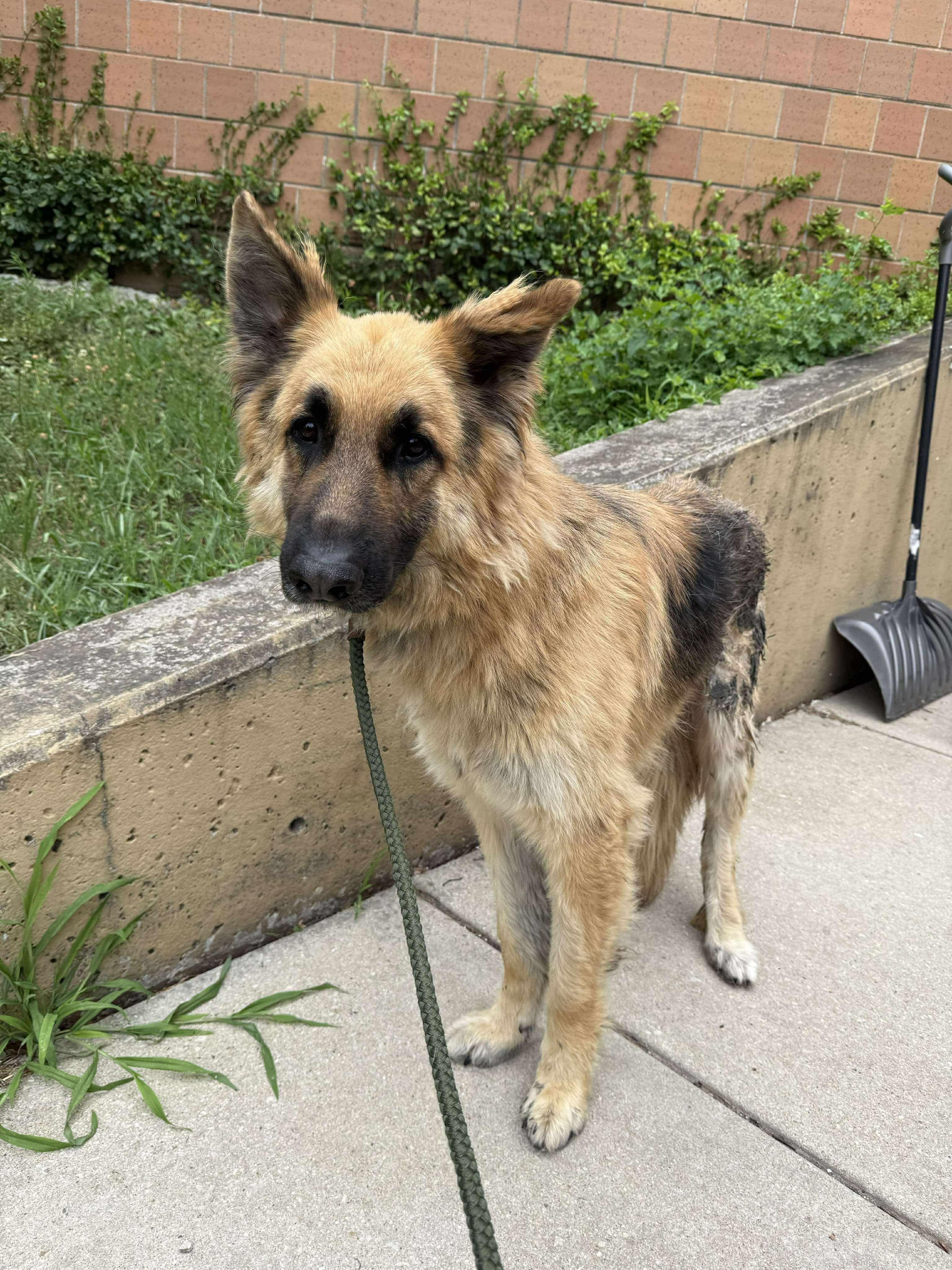 Harry , adopted, Young Male German Shepherd Dog.
