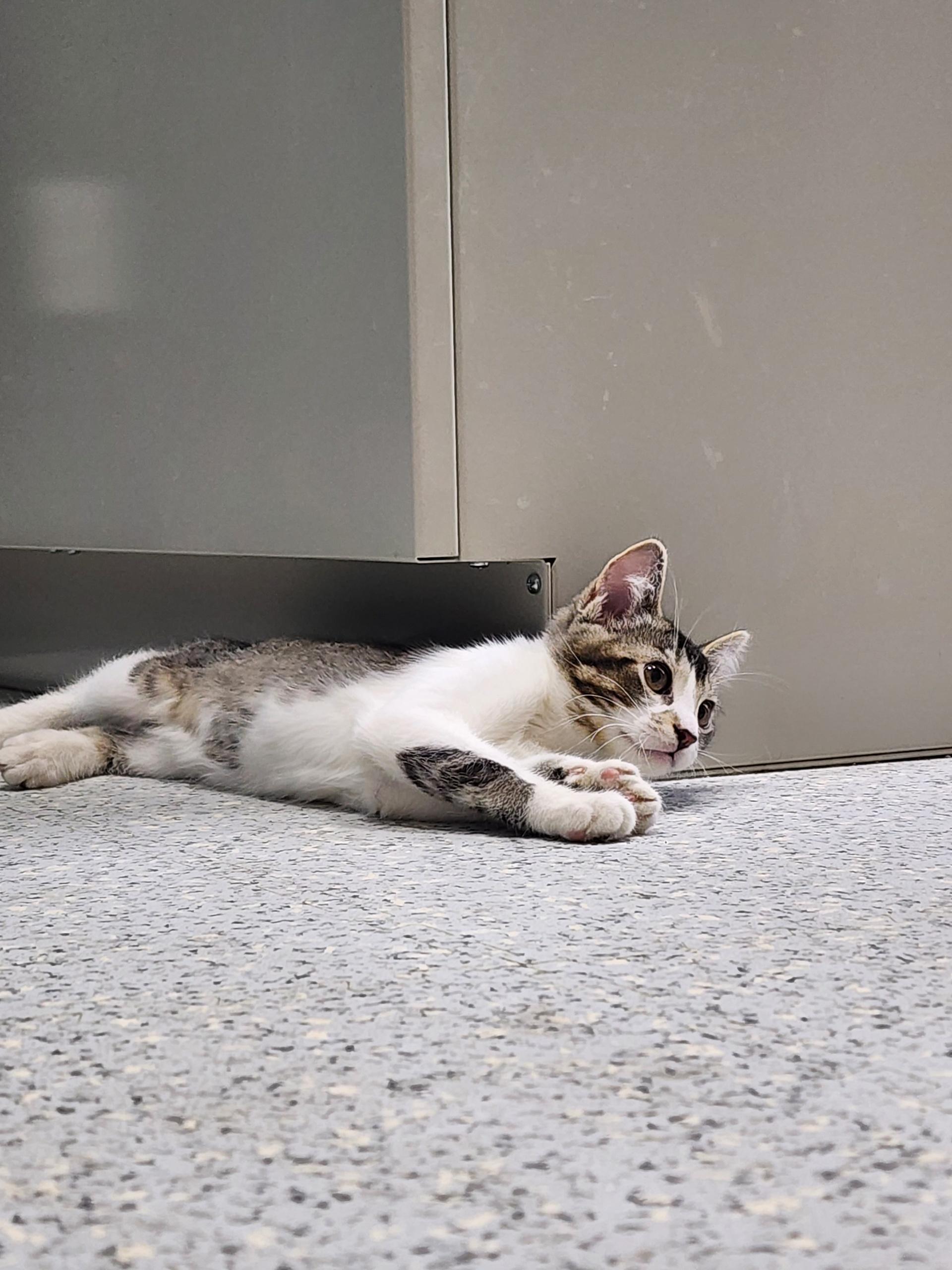 # - Falcor thumbnail 3