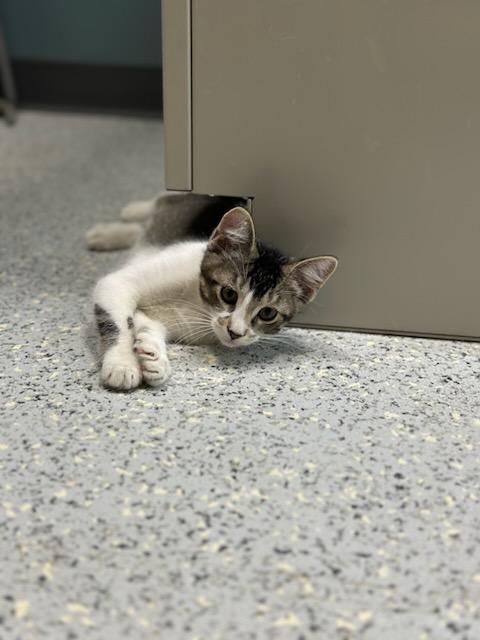 # - Falcor thumbnail 4