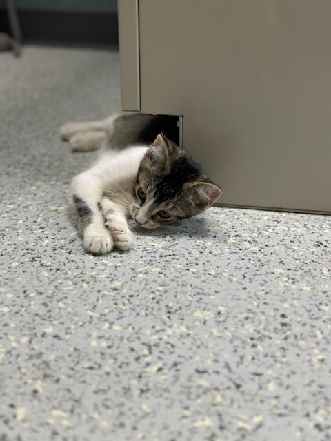 # - Falcor thumbnail 5