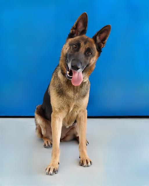 LADY, Adoptable, Adult Female German Shepherd Dog.