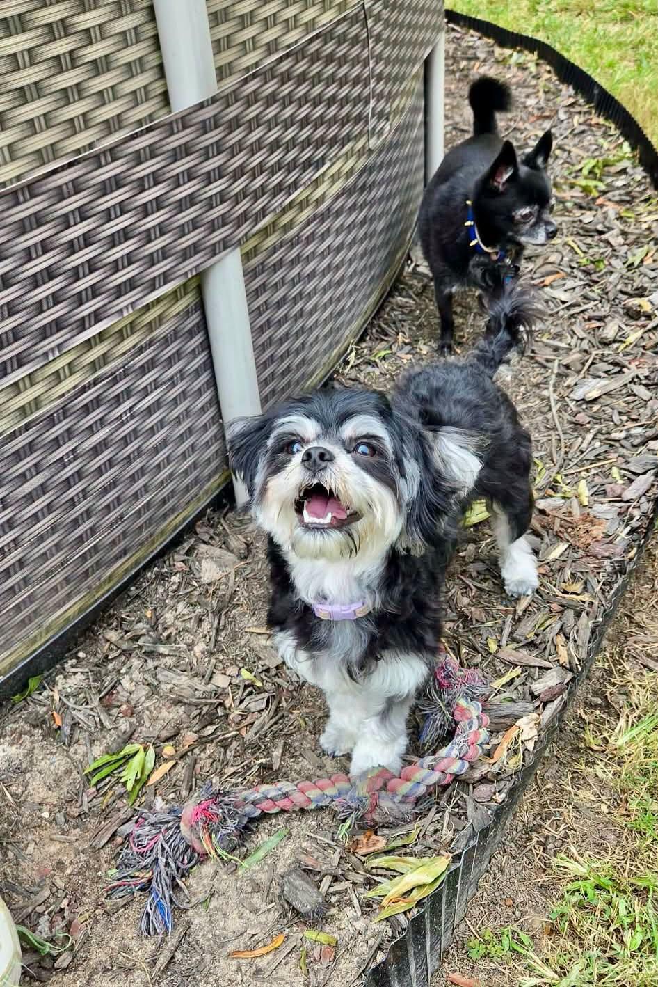 Enlarge Viola, a Adopted mixed breed in Yorktown, VA image 2/6