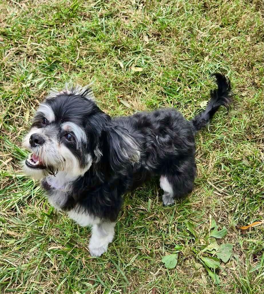 Enlarge Viola, a Adopted mixed breed in Yorktown, VA image 4/6