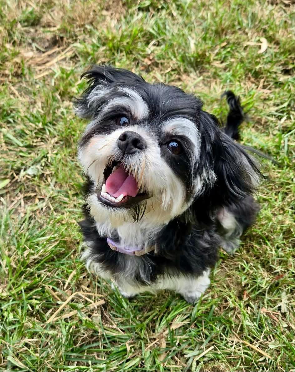Enlarge Viola, a Adopted mixed breed in Yorktown, VA image 1/6