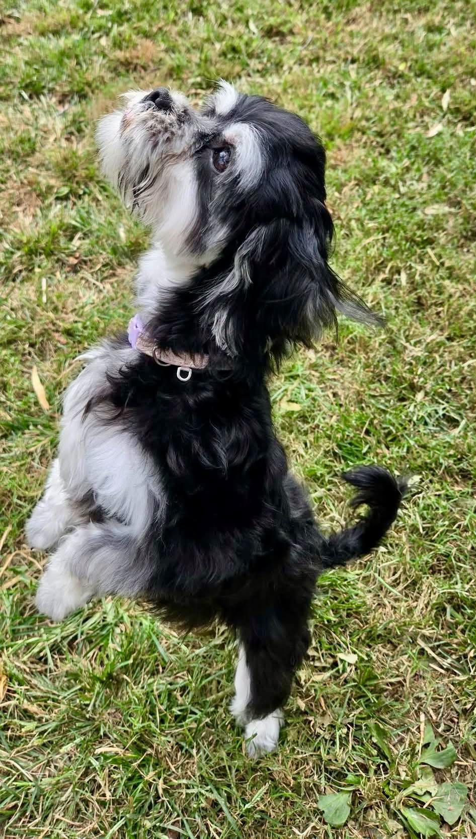 Enlarge Viola, a Adopted mixed breed in Yorktown, VA image 6/6