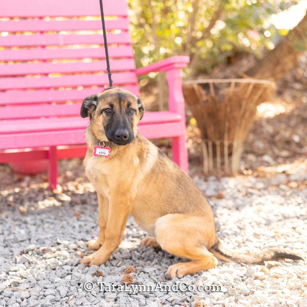 Azra, Adoptable, Puppy Female Shepherd.