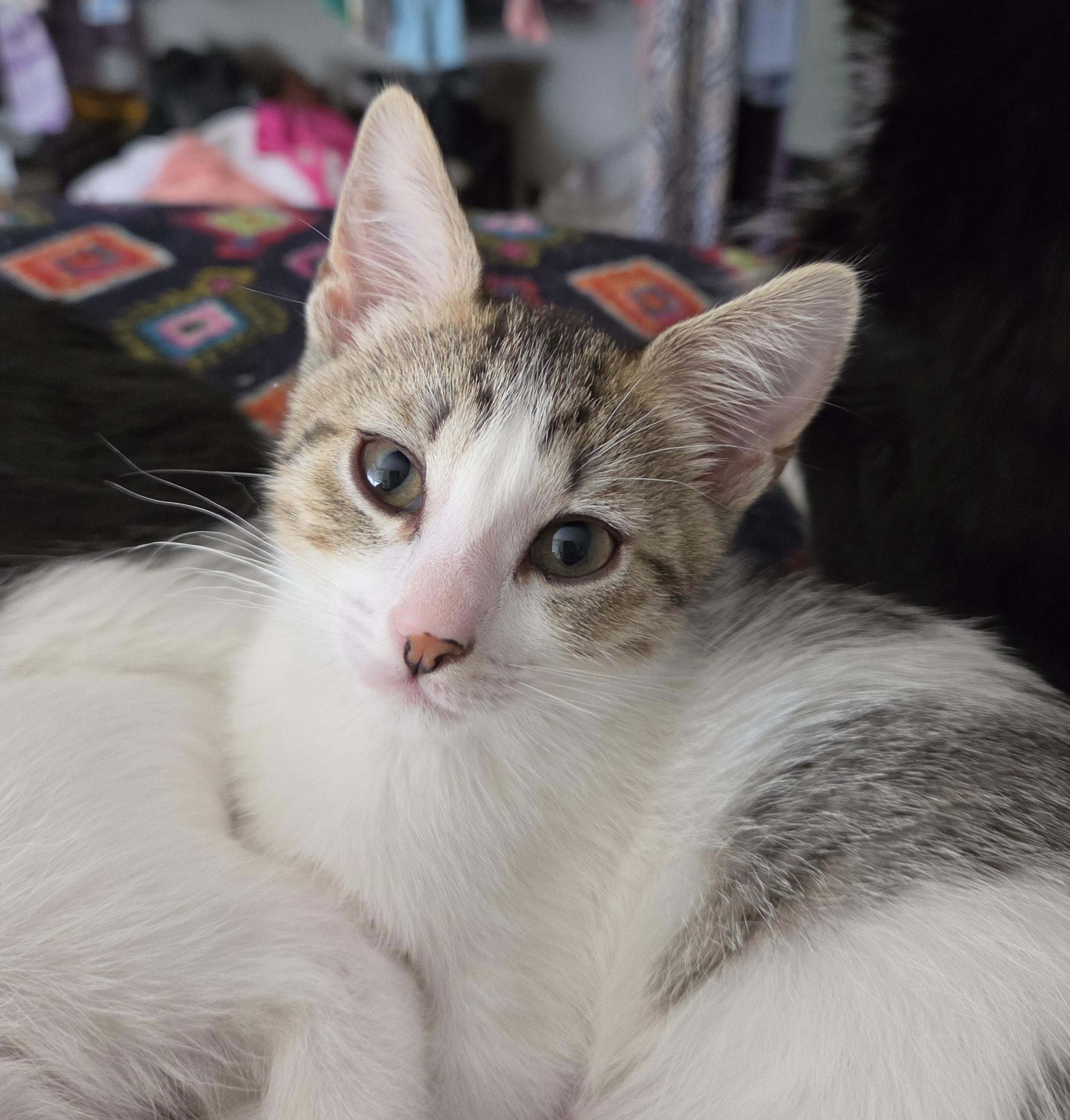 Joanie (bonded with Richie), a ADOPTABLE Domestic Short Hair in Silverton, OR image 4/5