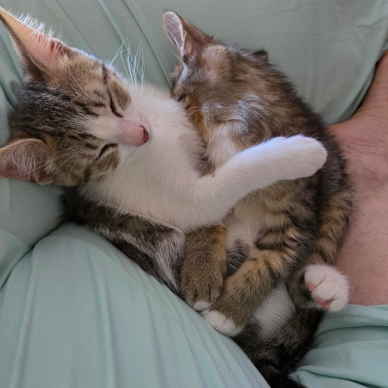 Enlarge Joanie (bonded with Richie), a ADOPTABLE Domestic Short Hair in Silverton, OR image 5/5
