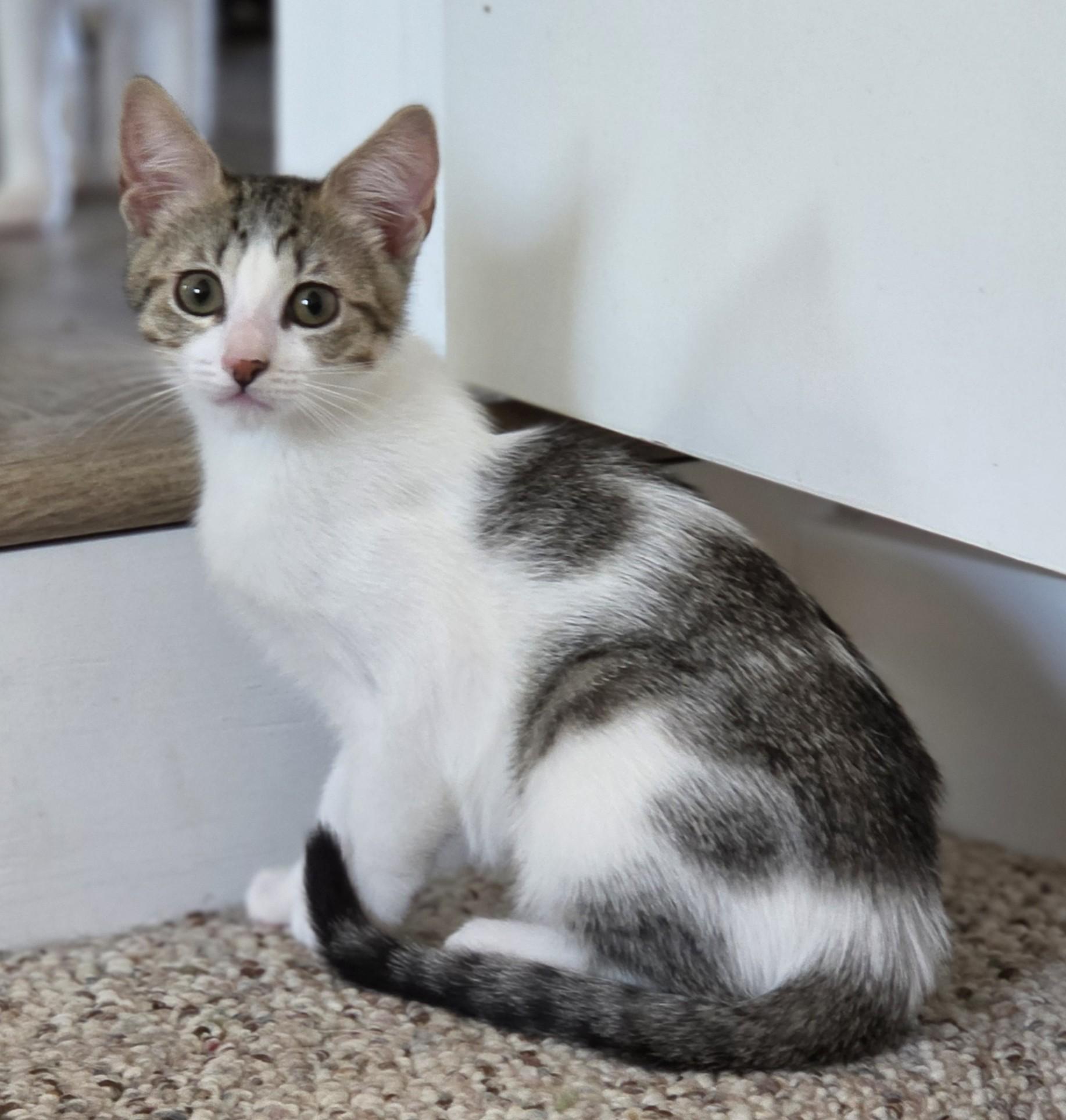 Joanie (bonded with Richie), a ADOPTABLE Domestic Short Hair in Silverton, OR image 3/5
