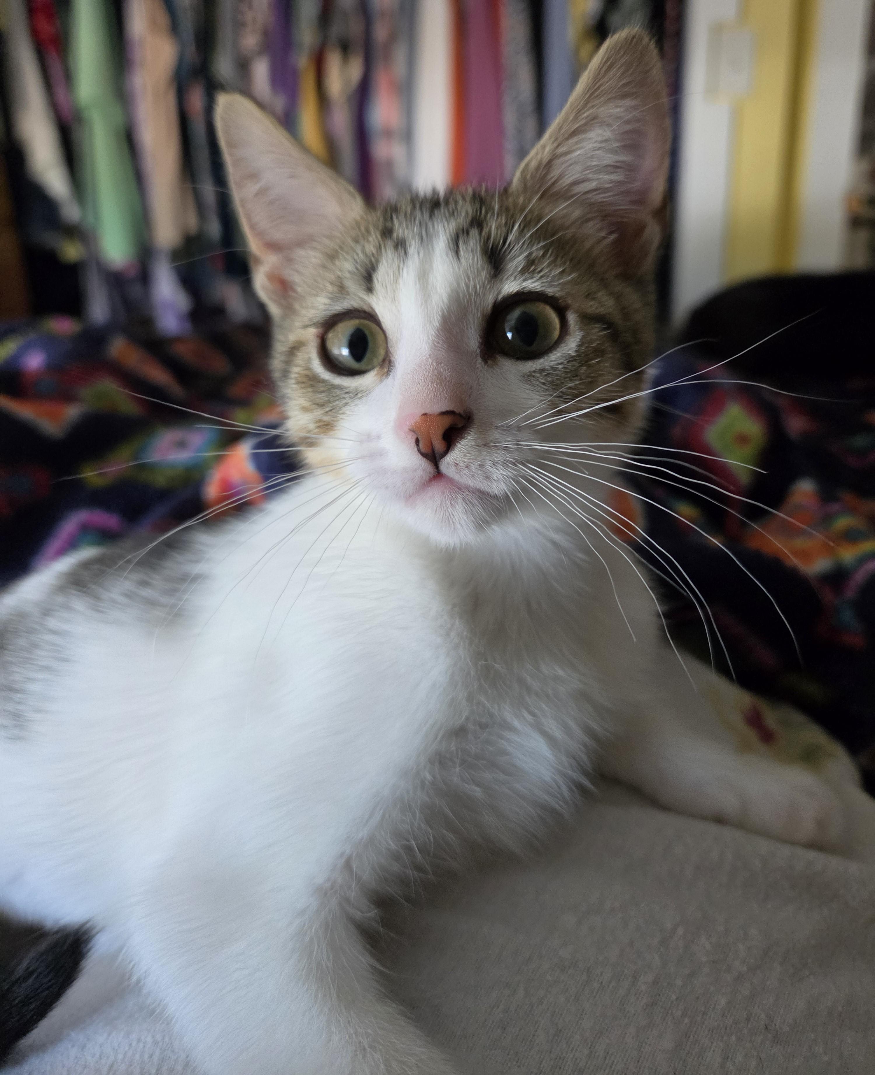 Joanie (bonded with Richie), ADOPTABLE, Kitten Female Domestic Short Hair.
