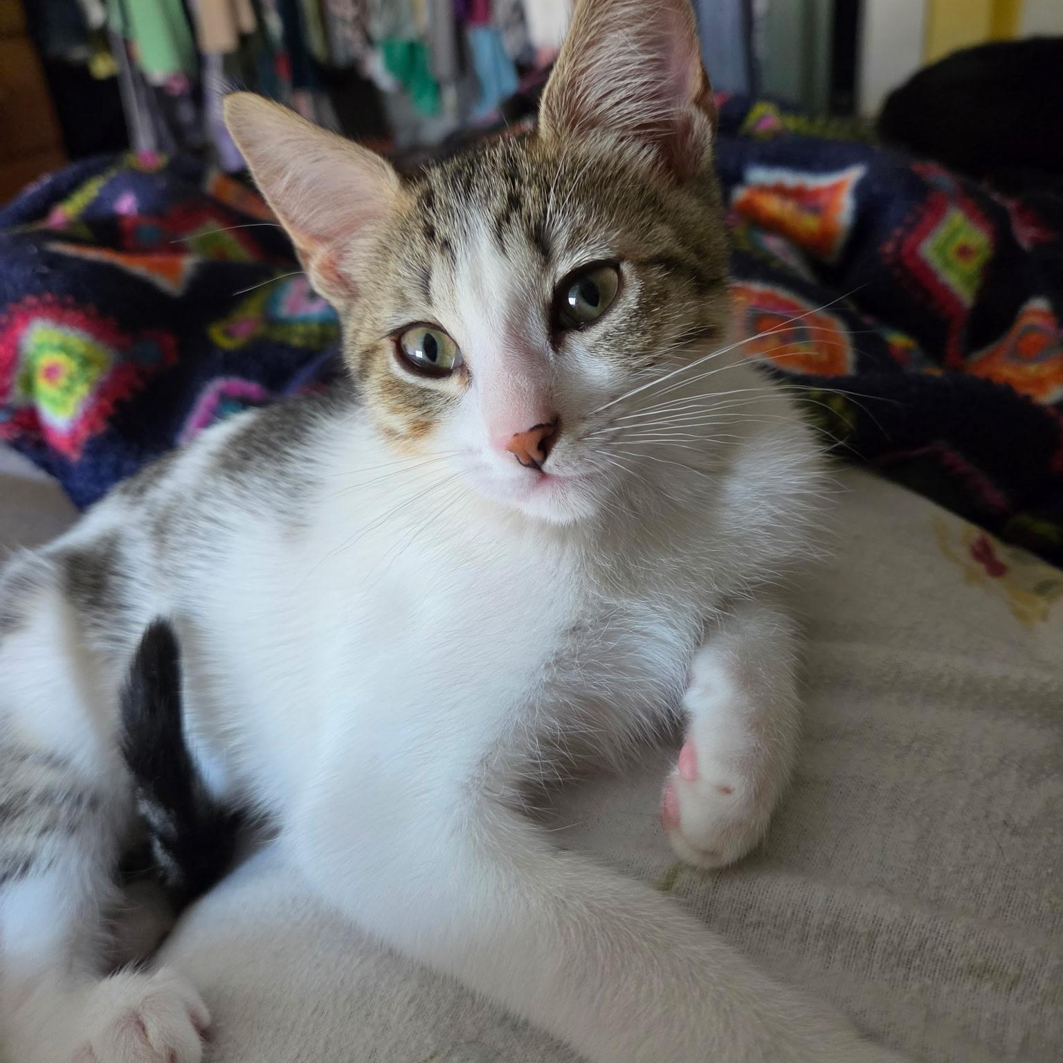 Enlarge Joanie (bonded with Richie), a ADOPTABLE Domestic Short Hair in Silverton, OR image 3/5