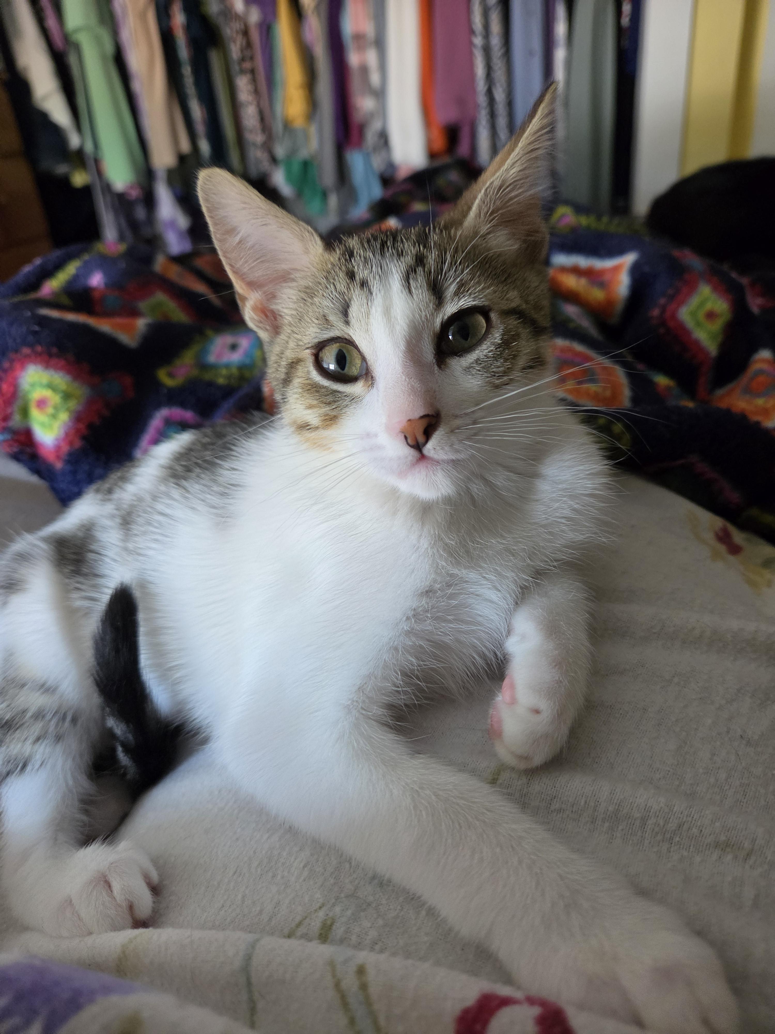 Joanie (bonded with Richie), a ADOPTABLE Domestic Short Hair in Silverton, OR image 2/5