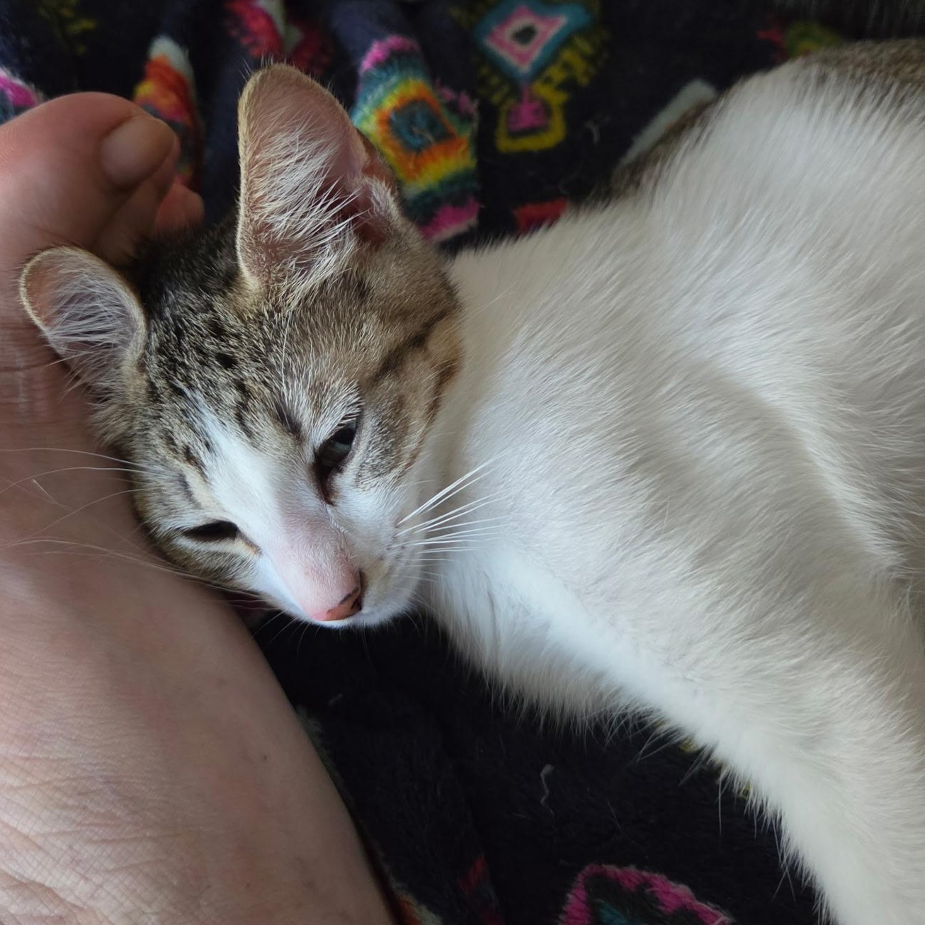 Enlarge Joanie (bonded with Richie), a ADOPTABLE Domestic Short Hair in Silverton, OR image 2/5