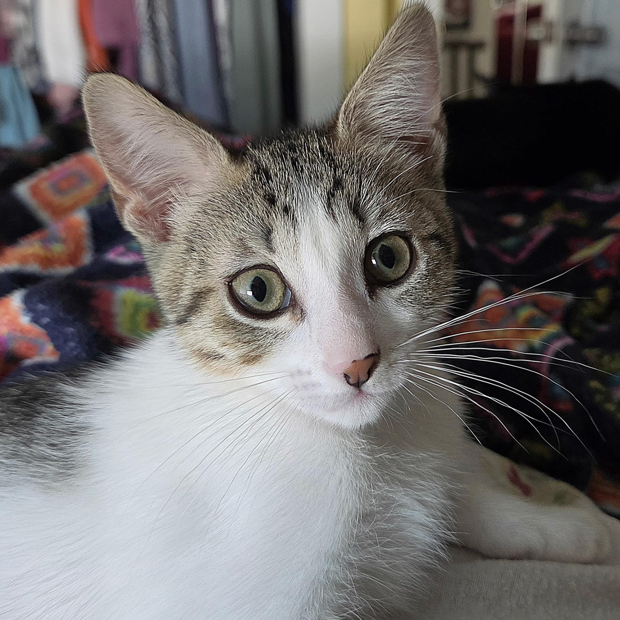 Enlarge Joanie (bonded with Richie), a ADOPTABLE Domestic Short Hair in Silverton, OR image 1/5