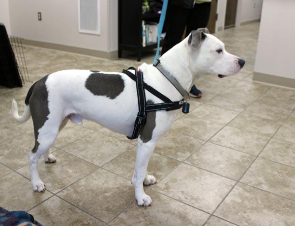 Waffle, ADOPTABLE, Adult Male Staffordshire Bull Terrier.