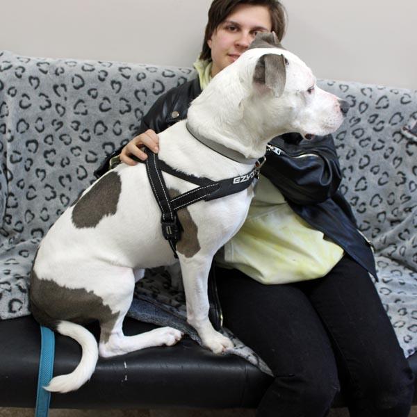 Enlarge Waffle, a ADOPTABLE mixed breed in Mansfield, MA image 2/3