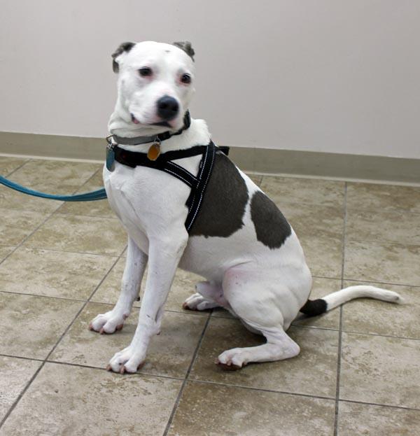 Enlarge Waffle, a ADOPTABLE mixed breed in Mansfield, MA image 3/3