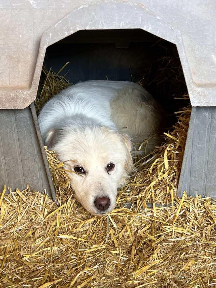 Mercury, Adoptable, Young Male Great Pyrenees.