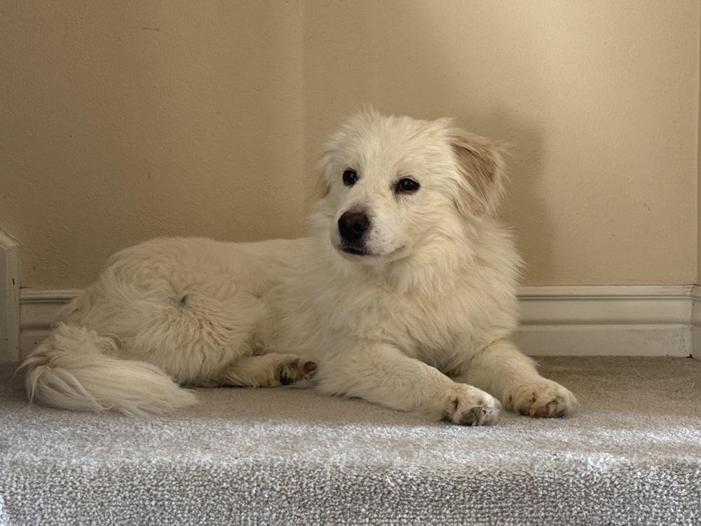 Enlarge Mercury, a Adoptable mixed breed in Cortez, CO image 3/6