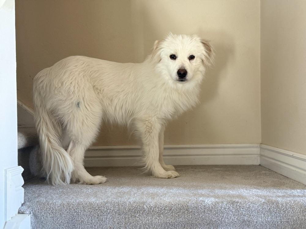 Enlarge Mercury, a Adoptable mixed breed in Cortez, CO image 5/6
