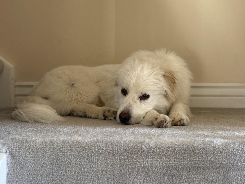 Enlarge Mercury, a Adoptable mixed breed in Cortez, CO image 6/6