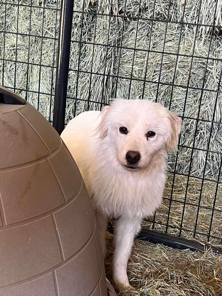 Enlarge Mercury, a Adoptable mixed breed in Cortez, CO image 3/4