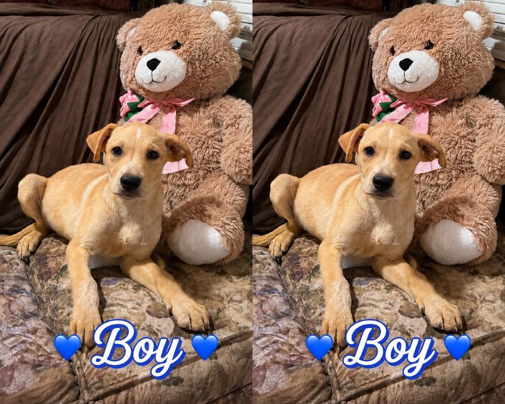Enlarge River, a Adopted mixed breed in Quinlan, TX image 1/2