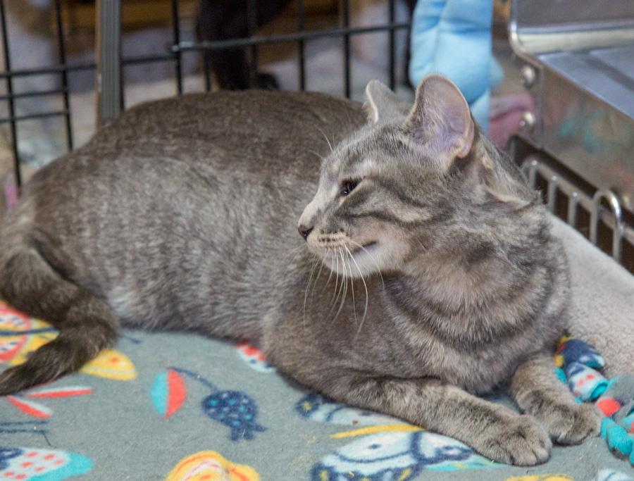 Enlarge Lilly, a ADOPTABLE Domestic Short Hair in Paramus, NJ image 3/5