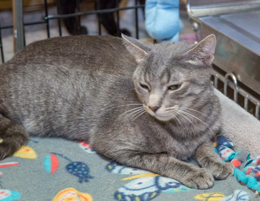 Enlarge Lilly, a ADOPTABLE Domestic Short Hair in Paramus, NJ image 2/5