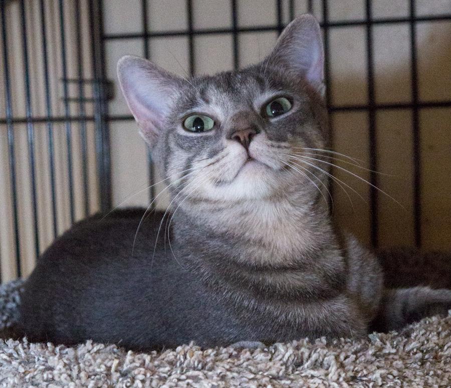 Enlarge Lilly, a ADOPTABLE Domestic Short Hair in Paramus, NJ image 5/5