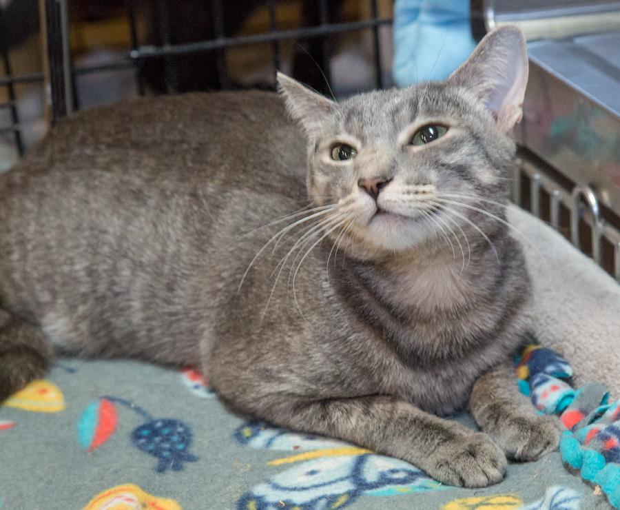 Lilly, ADOPTABLE, Young Female Domestic Short Hair.