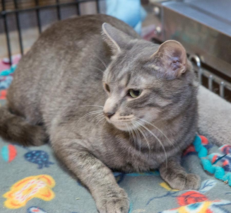 Enlarge Lilly, a ADOPTABLE Domestic Short Hair in Paramus, NJ image 4/5