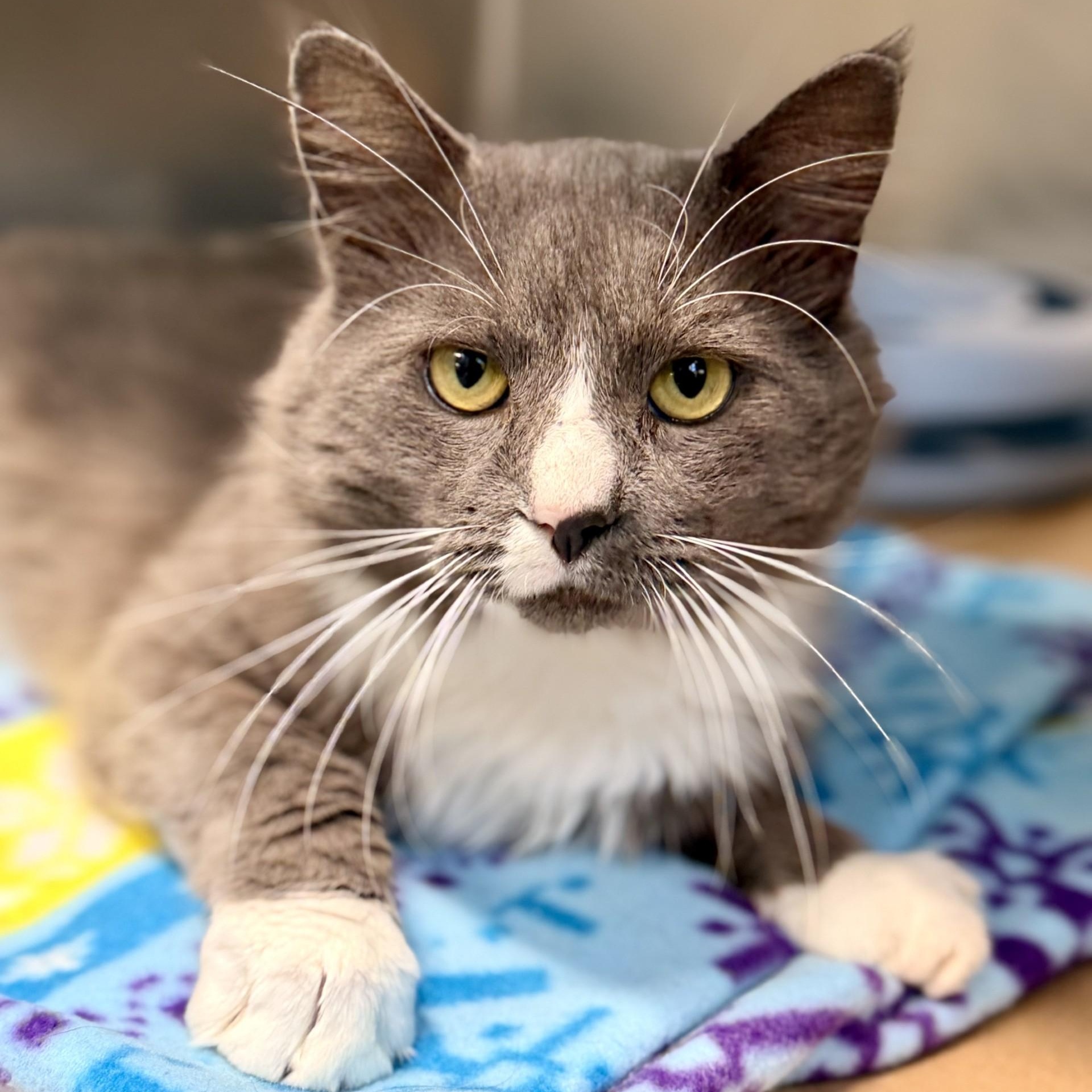 Bagel, Adoptable, Adult Male Domestic Medium Hair.