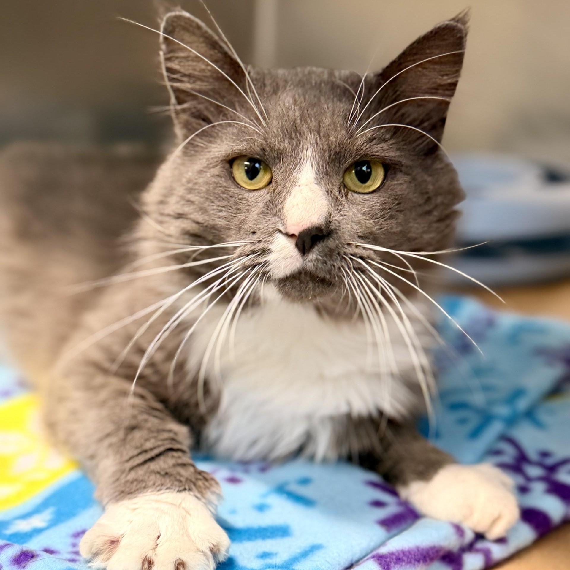 Enlarge Bagel, a Adoptable Domestic Medium Hair in Jackson, NJ image 2/2
