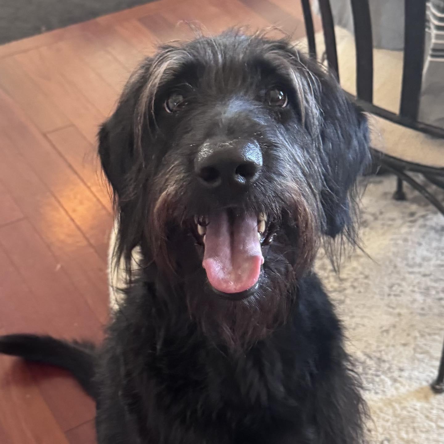 Enlarge Roxie, a Adoptable mixed breed in Berlin, NJ image 1/1