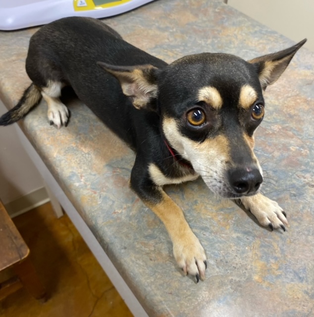 Dog for adoption Lou, a Miniature Pinscher & Chihuahua Mix in Sewaren